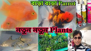 Aquarium Plants Serampore Pet Haat | Aquarium Fish Shrirampur Pet Market | শ্রীরামপুর রঙিন মাছের হাট
