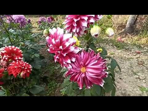 Garden of Dahlia flowers.
