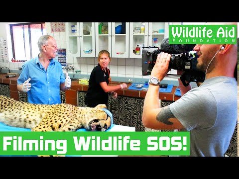 What was it like to film Wildlife SOS? LIVE!