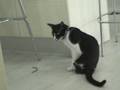 Twister The 2 Legged Hunger