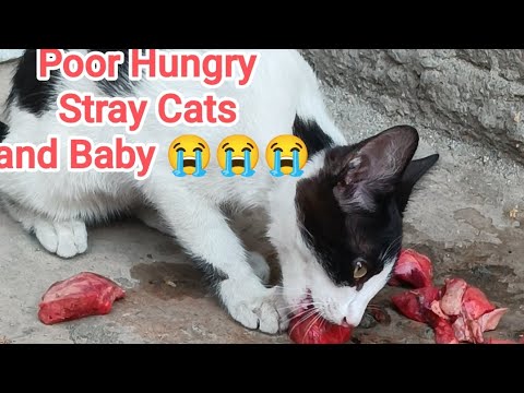 😭😭 POOR STRAY CATS and Baby Kitten 😭 please Save The Stray Cats 😭