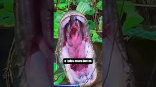 a Maior Cobra do Mundo 🐍