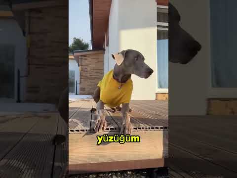 💍 Kaybolan Yüzük Peşinde! Sonu ve Monu ile Komik Macera #shortvideo