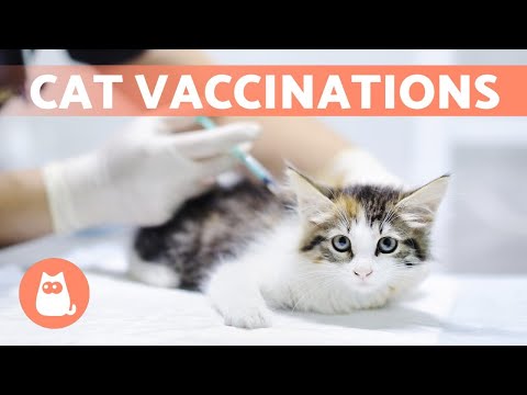 CAT VACCINATIONS Types and How Often Are They Needed?