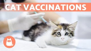 CAT VACCINATIONS 🐱 Types and How Often Are They Needed?