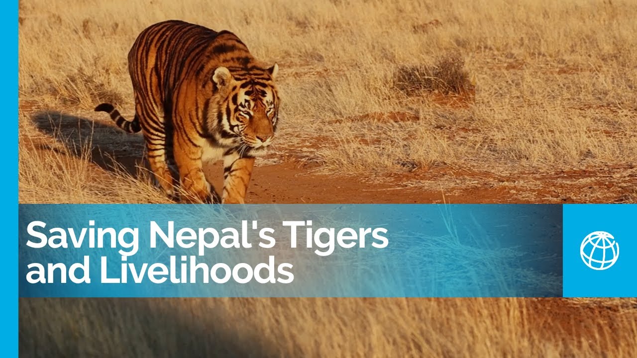 Biodiversity Conservation: Saving Nepal's Tigers and Livelihoods