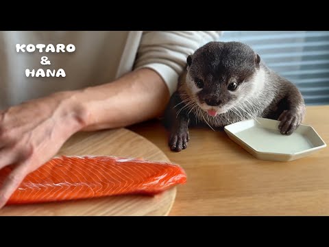 Majavilla on nälkä