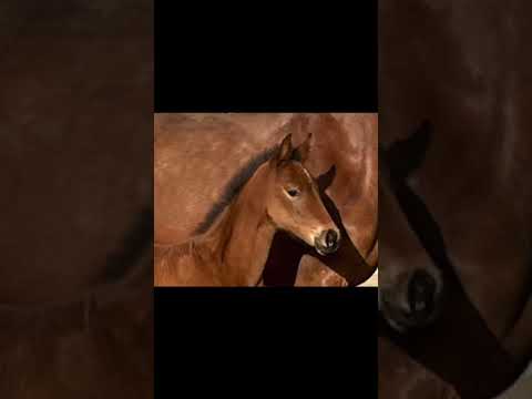 Filly by Escolar/Stutfohlen von Escolar