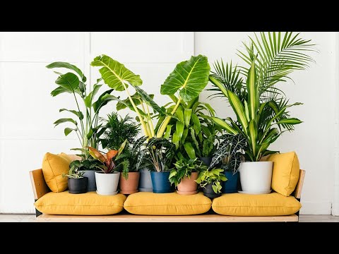 Почему плохо растут комнатные растения?