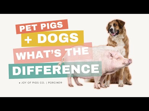 Pigs vs. Dogs: Why Dominance Doesn’t Work for Pet Pigs and What Actually Does