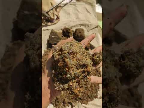 Commiphora mukul pure guggul gum, packaging size: 30 kg