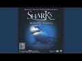 Gray Reef Sharks