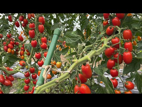 トマトのコーヒー粉の量はどれくらいですか?収穫量を向上させる最適な肥料  庭園