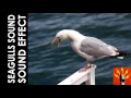 Seagulls Sound Effect Seagulls Screaming Squawk Screech