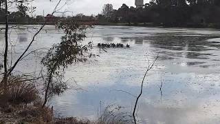 Download the video "Pelicans Fishing - Lakeside Country Club - Numurkah Victoria Australia"