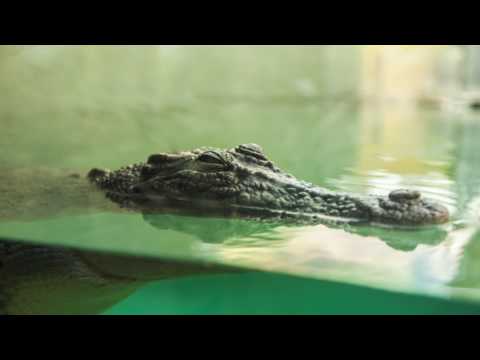 Kryon 2017 - Things That Go Bump In The Night