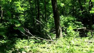 preview picture of video 'Germantown Metropark Robert K. Siebenthaler Natural Area trail. Video 4'