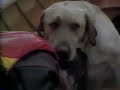 1995 Far From Home The Adventures Of Yellow Dog On VHS TV Trailer Aired June 1995