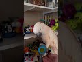 Hoppity Hop To The Toy Shop Excellent Choice Sir Barney