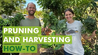 Free Seed Project: Pruning and Harvesting How-to (Part 9)