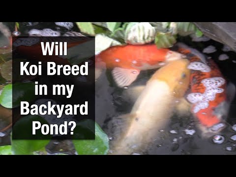 Will Koi Breed in My Backyard Pond