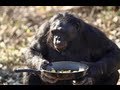 Ape Makes A Fire: Kanzi The Bonobo Makes A ...