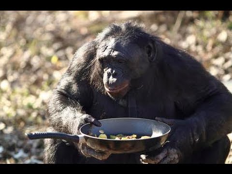 Kaarten met apen, Monkey Makes A Fire Kanzi The Bonobo Makes A..