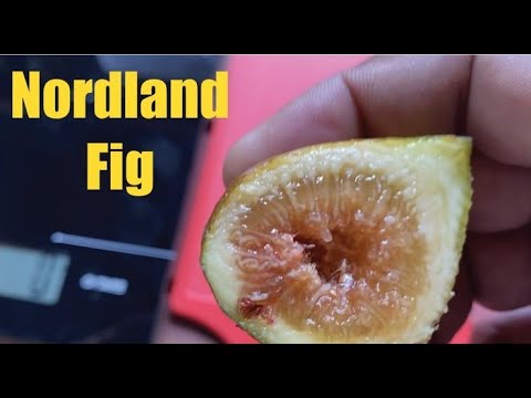 Nordland Fig. Delicious Tasty Fig