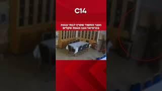 נעצר החשוד שפרץ לבתי כנסת בכרמיאל וגנב מאות שקלים (חדשות ערוץ 14) - התמונה מוצגת ישירות מתוך אתר האינטרנט יוטיוב. זכויות היוצרים בתמונה שייכות ליוצרה. קישור קרדיט למקור התוכן נמצא בתוך דף הסרטון