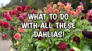 Download lagu When You Have A Lot of Dahlia - You Pick Them! mp3 Download lagu When You Have A Lot of Dahlia - You Pick Them! mp3