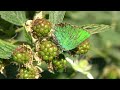 Green Hairstreak Butterfly Callophrys Rubi
