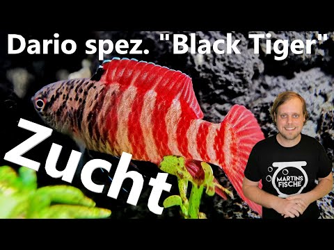 BREEDING REPORT Dario spec. "Black Tiger" - A project with obstacles!
