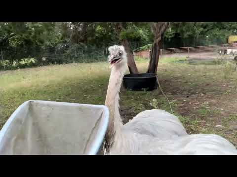 Kevin Attacks The Net