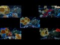 Regal Roller Coaster Comparison Late 2025 Update Toyland Studios