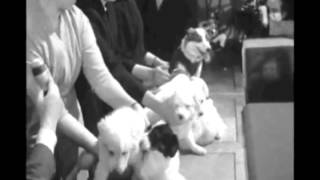 Comrade Questions - "Laika in Orbit"