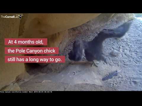 Feeding Time For 4-Month-Old Condor Chick – Aug. 5, 2019