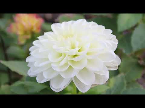 Campus Forest Warszawa