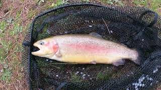 Rainbow trout fishing