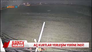 Aç kurtlar yerleşim yerine indi!