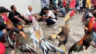 Download lagu Special pasar pedan bosku komplit hadir shamo super big size wirkun dan klawu gagah mp3