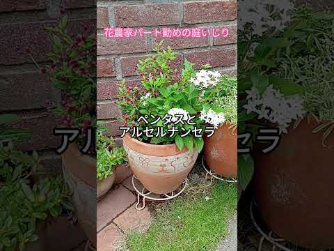 乾燥した痩せた土壌に適した植物