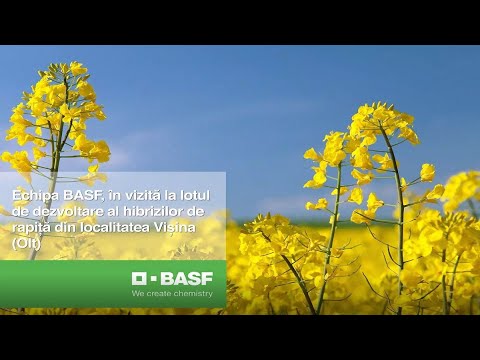 Echipa BASF, în vizită la lotul demo din Olt - hibrizi de rapiță