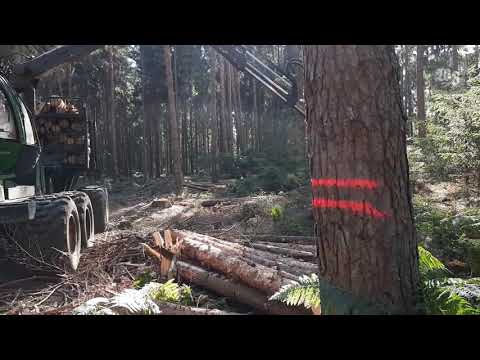 Schädlinge setzen Wäldern im Heidekreis schwer zu