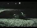 Blackass The Movie Trailer