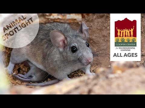 Packrat | Animal Spotlight