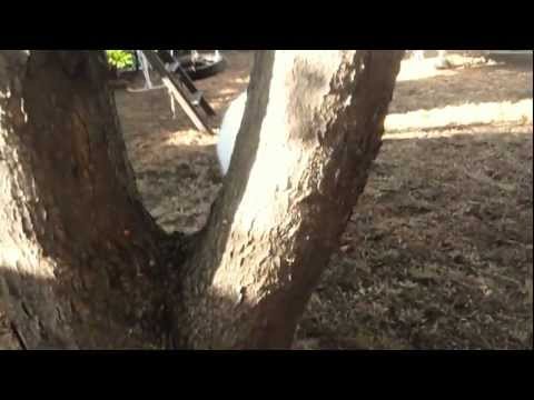 Finn the Samriever goes crazy! (Samoyed x Golden Retriever)