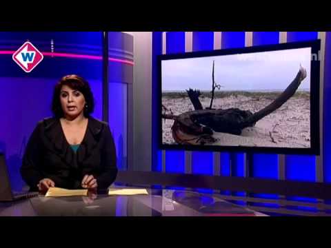 TV West Nieuws, 30 oktober 2010