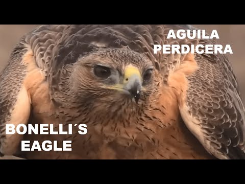 AGUILA PERDICERA | BONELLI  EAGLE | Aquila fa