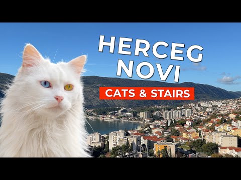 🙀The Most Noble Cats Live Here – Herceg Novi, Montenegro | Cinematic Short Cat Film 4K