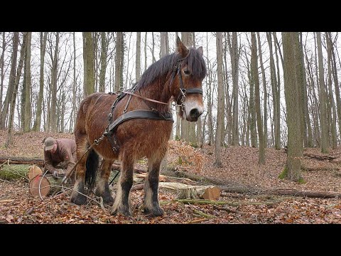 Rückepferde im Nemerower Holz